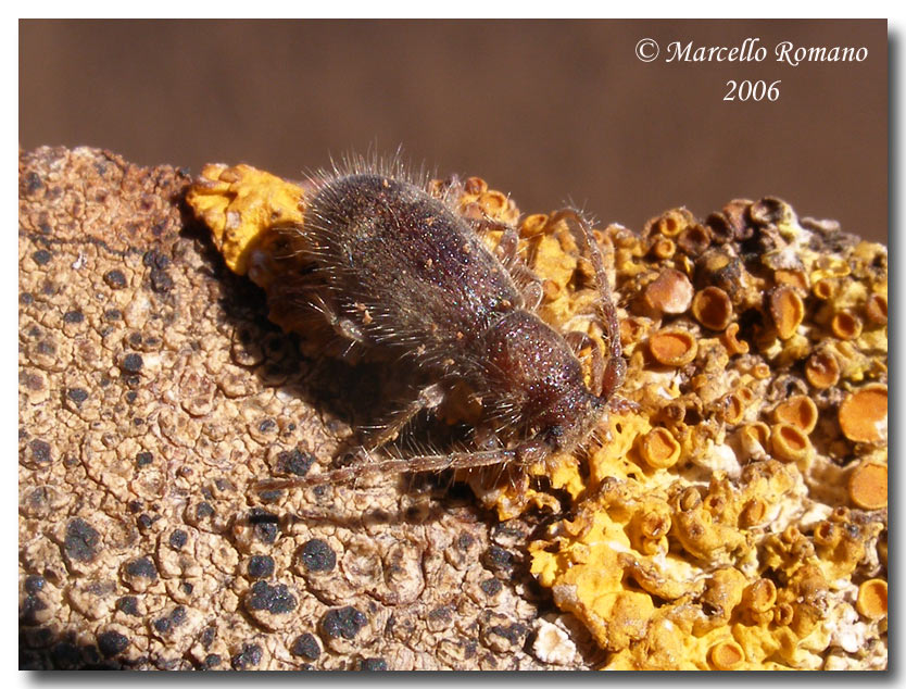 Ritratti (5): Parmena pubescens (Col. Cerambycidae)